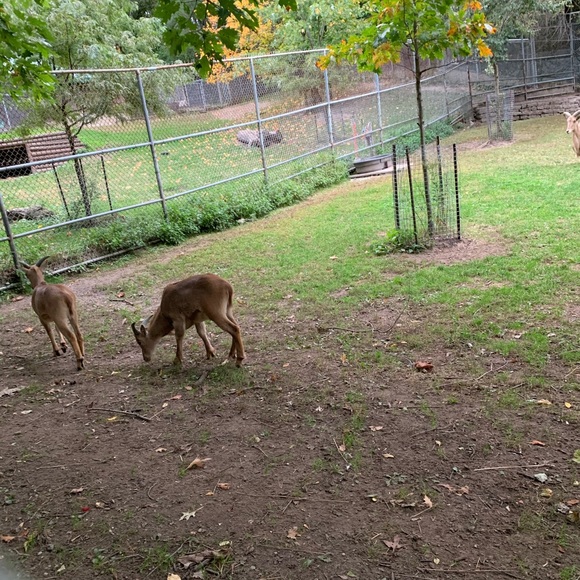 Meet your Posher, Dickyi - Picture 1 of 1